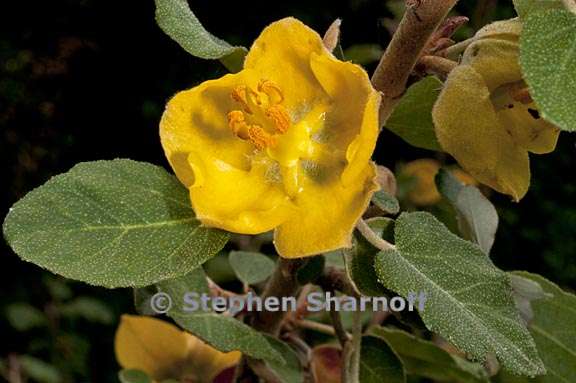 fremontodendron californicum 4 graphic